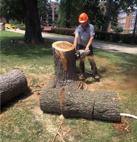 Worker with helmet uses a chainsaw to cut a tree stump outdoors.