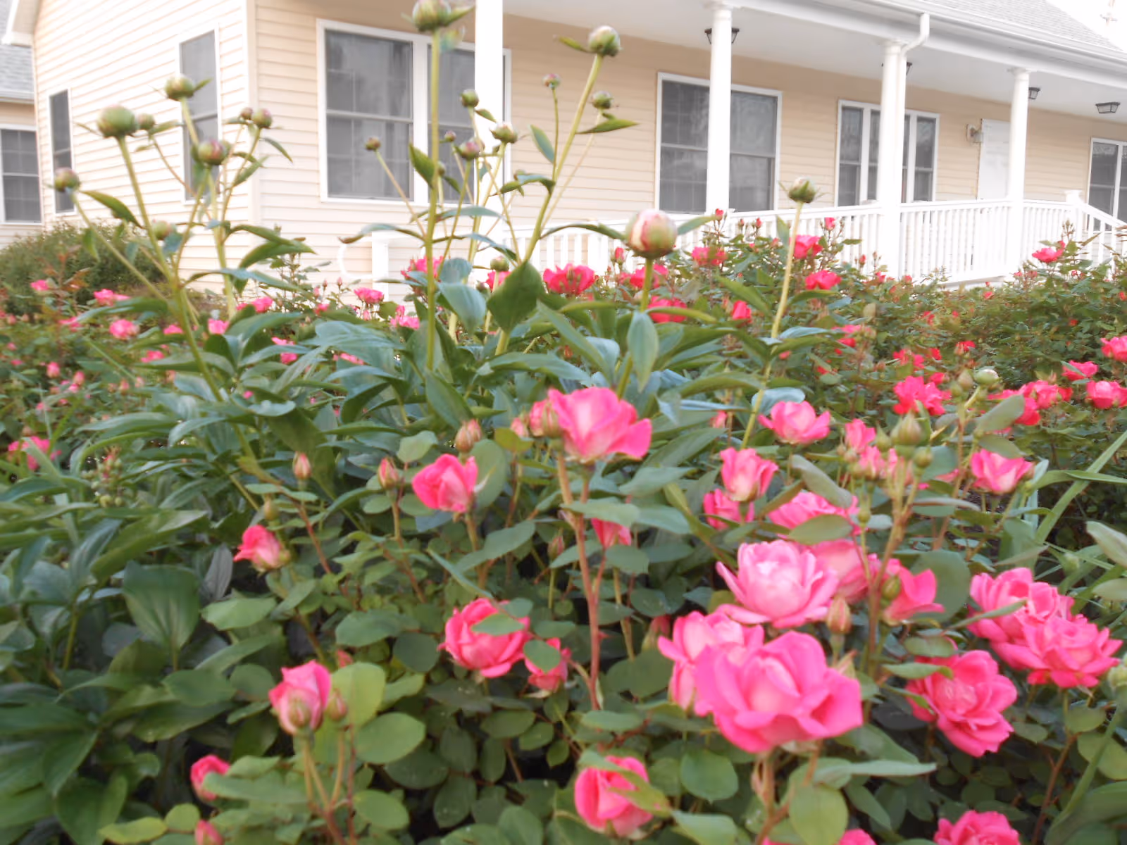 Front exterior of Villa Raffaella Assisted Living with lush pink rose bushes.