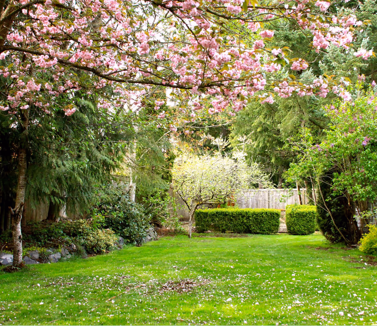 Outdoor garden area with blooming pink blossoms and a green lawn.