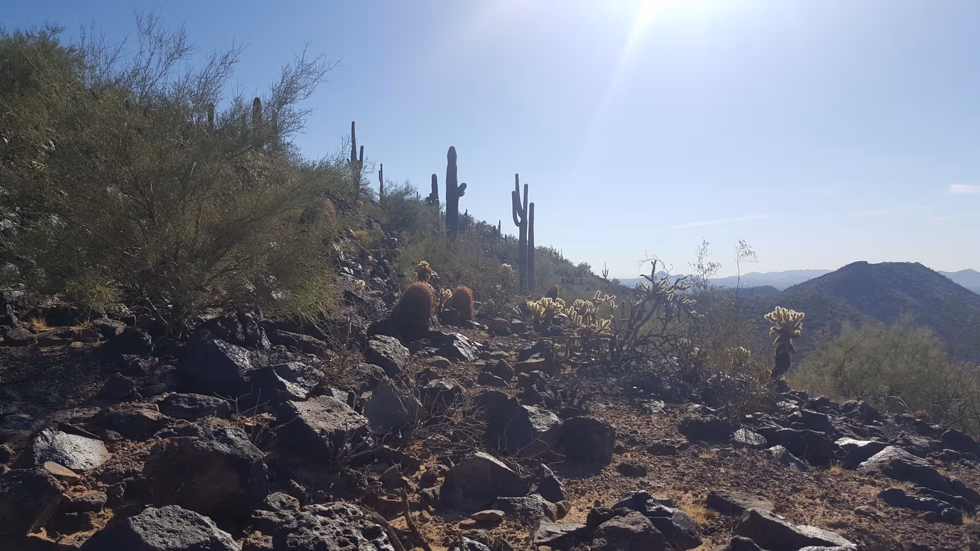 Desert hillside with cacti, rocks, and sparse shrubs under bright sun.