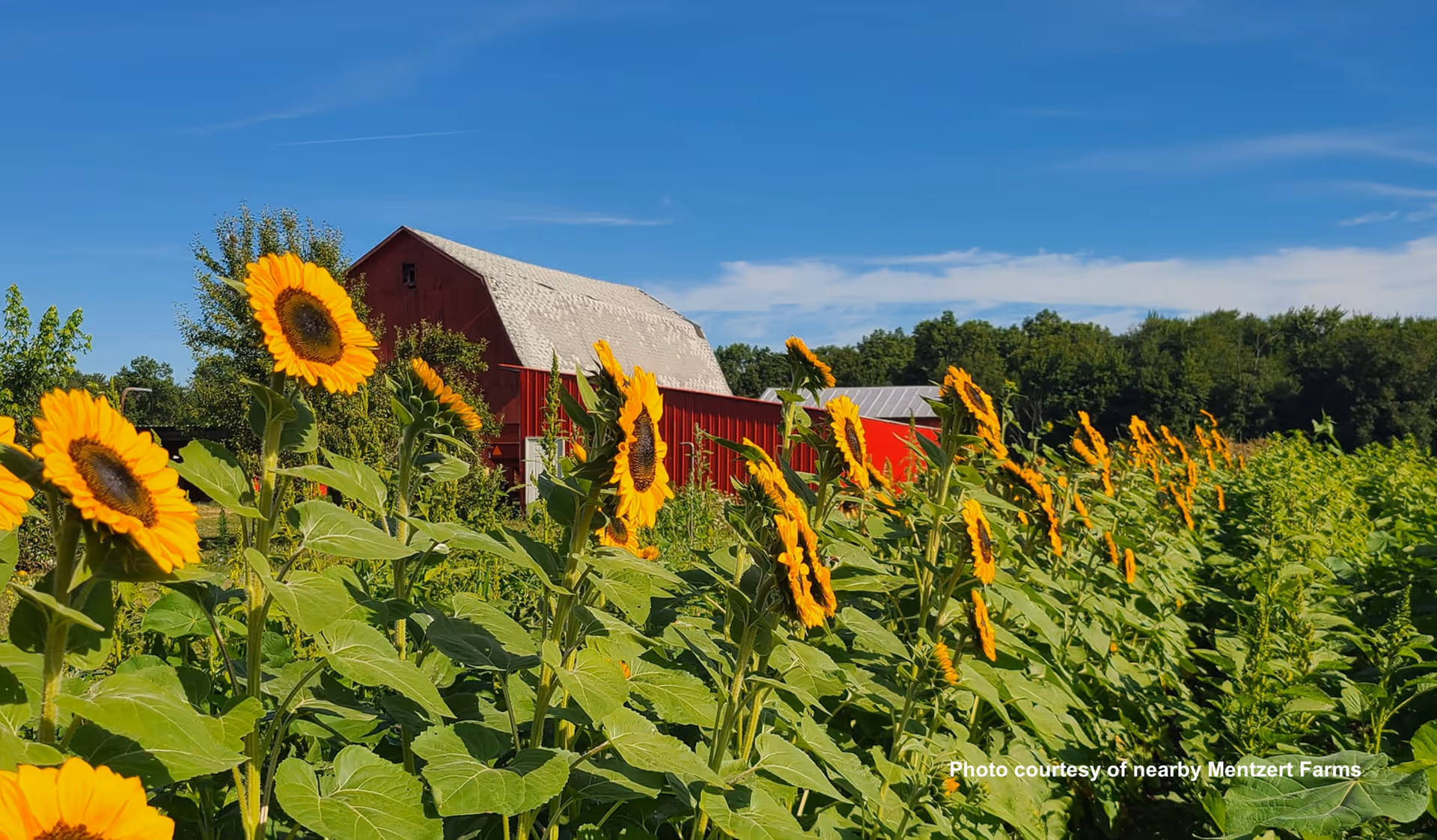 A field of sunflowers in full bloom with a red barn and green trees in the background under a clear blue sky.