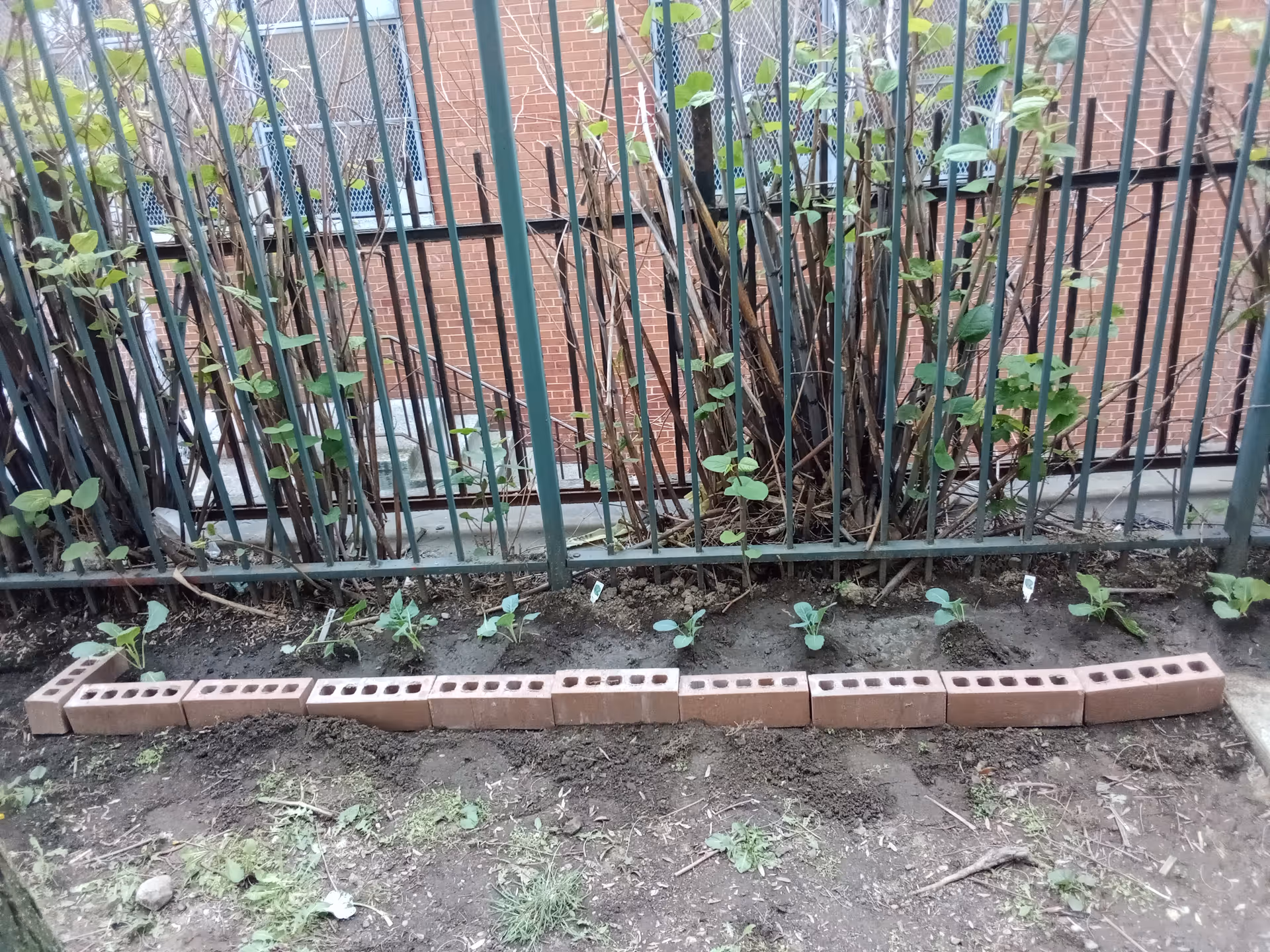 Outdoor garden bed along a metal fence with small plants and brick edging.