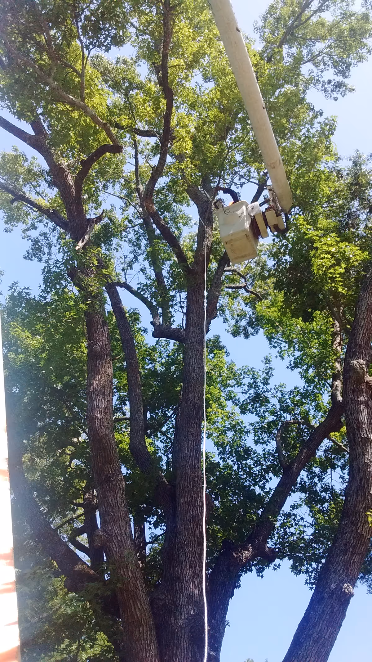Aerial bucket lift near tree branches against a clear blue sky.