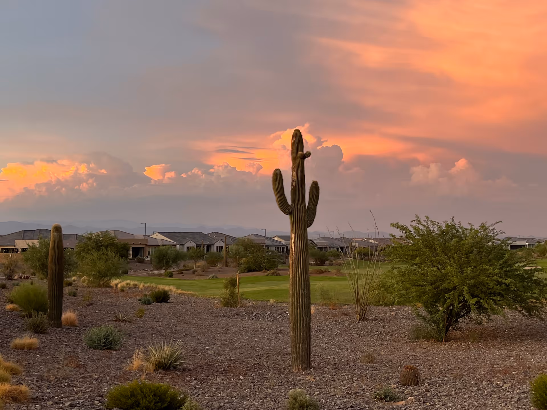 Desert landscape with cacti and distant houses under a sunset sky.