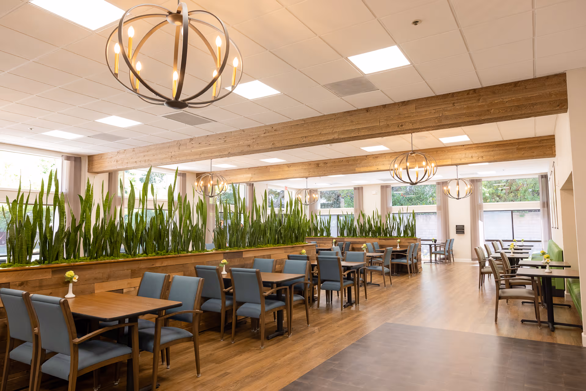 A spacious and well-lit dining area in a senior living facility with wooden tables and blue cushioned chairs. The room features large windows allowing natural light, green plants in wooden planters dividing the space, and modern spherical chandeliers hanging from the ceiling.