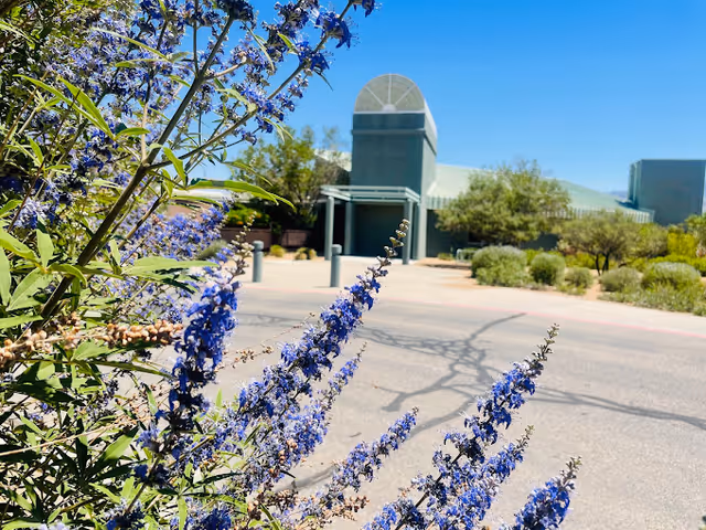Close-up of purple flowering plants with a modern building featuring a green roof and a tower-like structure in the background under a clear blue sky.