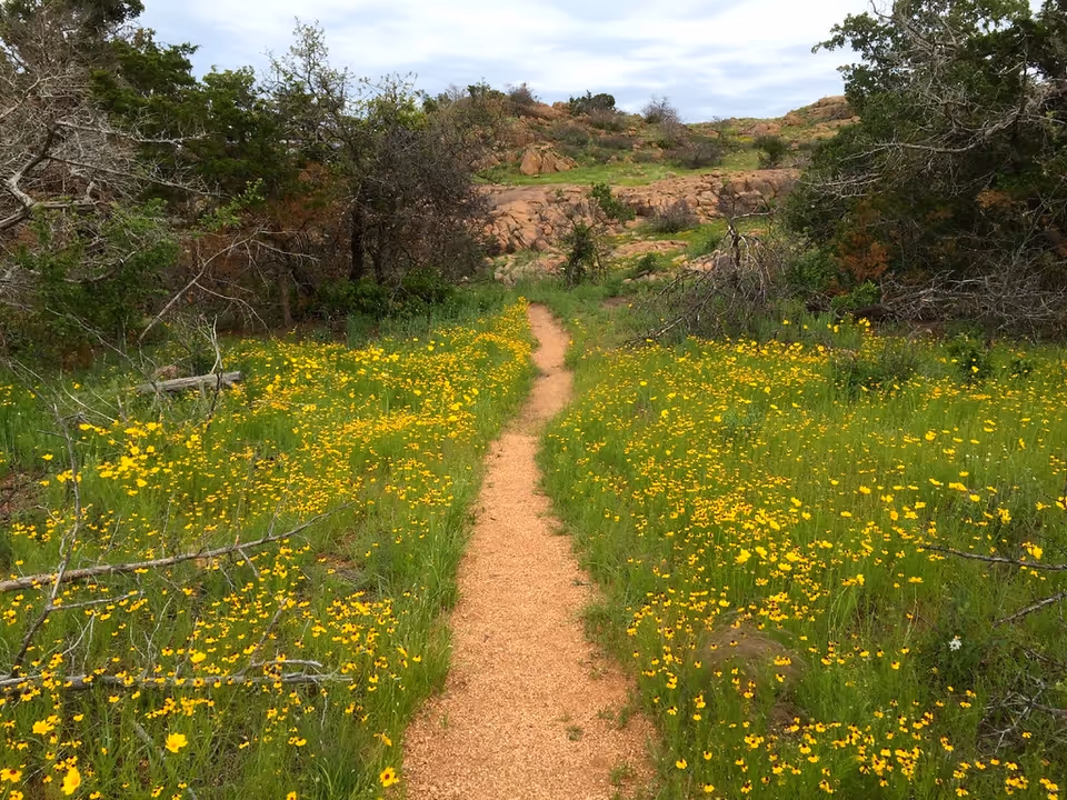 A dirt trail winds through a meadow of yellow wildflowers with trees.