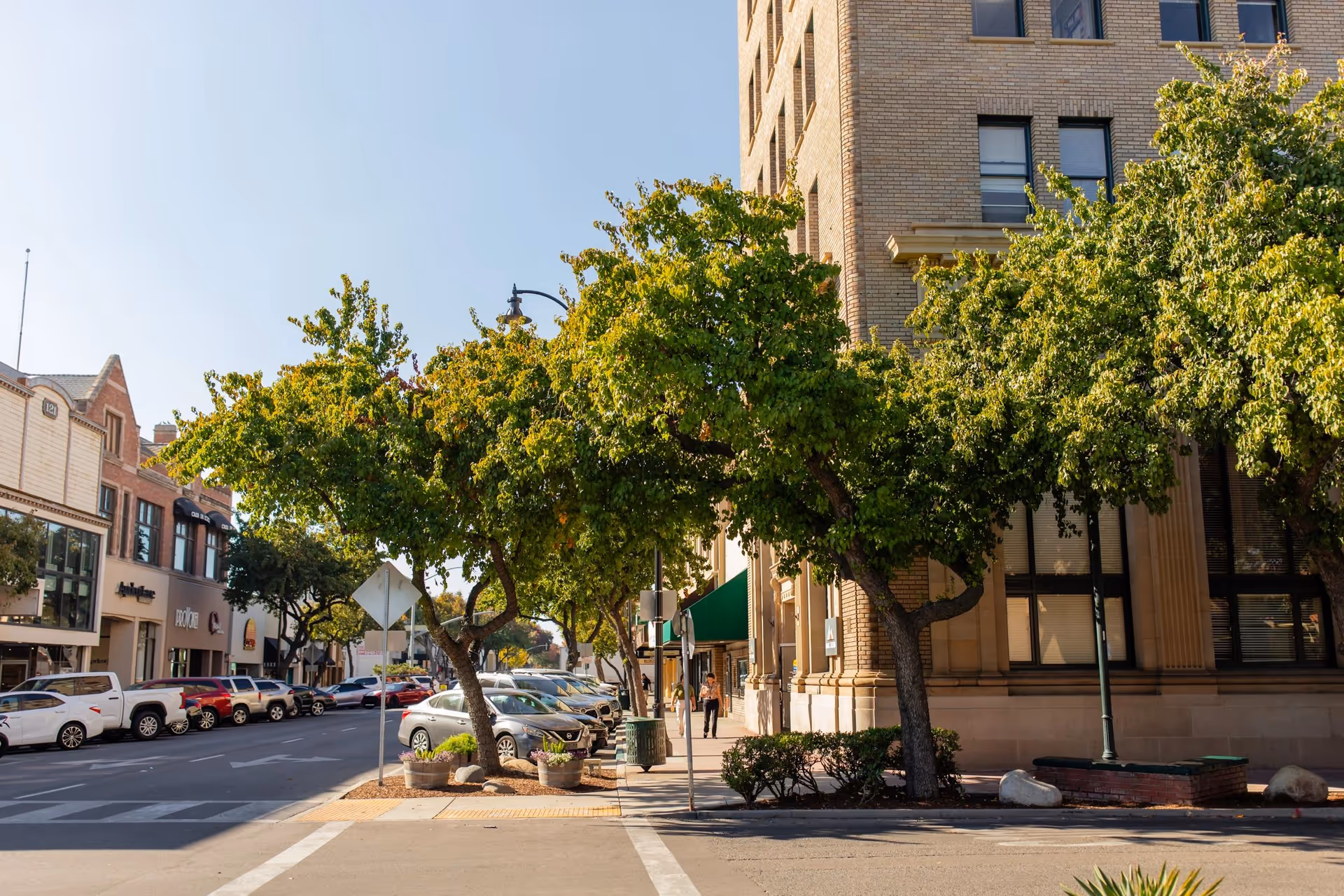 Urban street scene with large trees along a sidewalk beside a brick building.