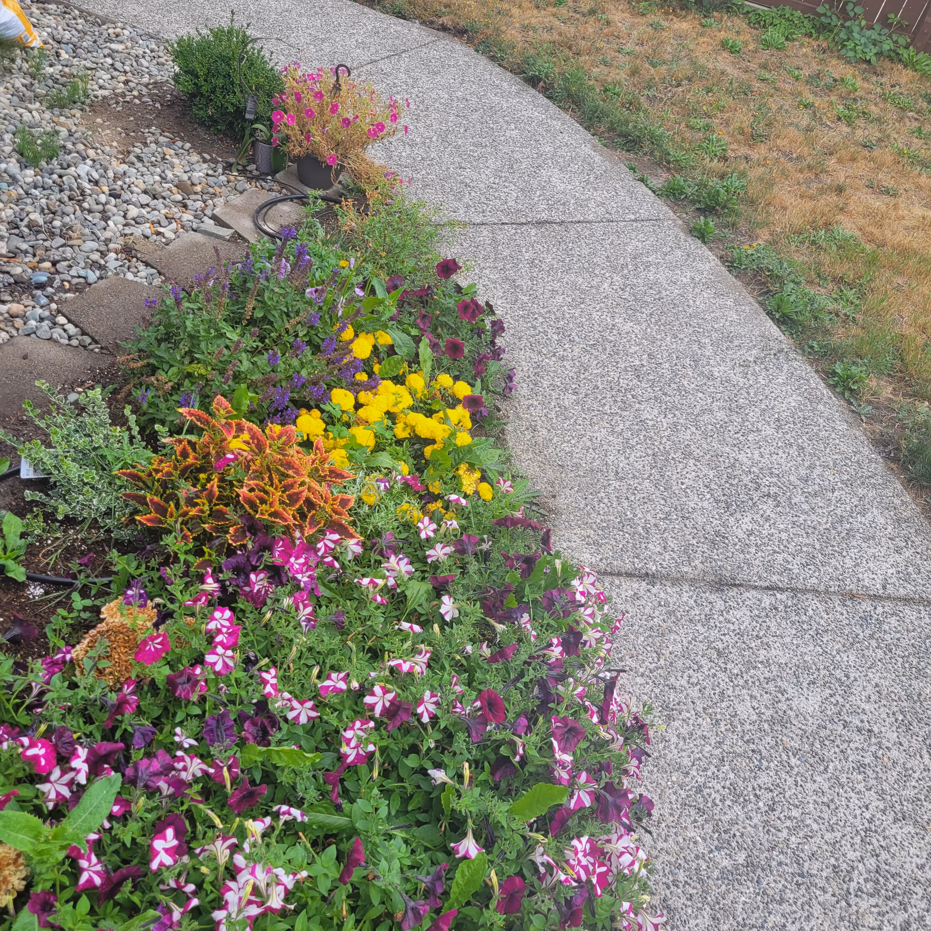 Curved concrete walkway beside a colorful flower bed and sparse lawn.