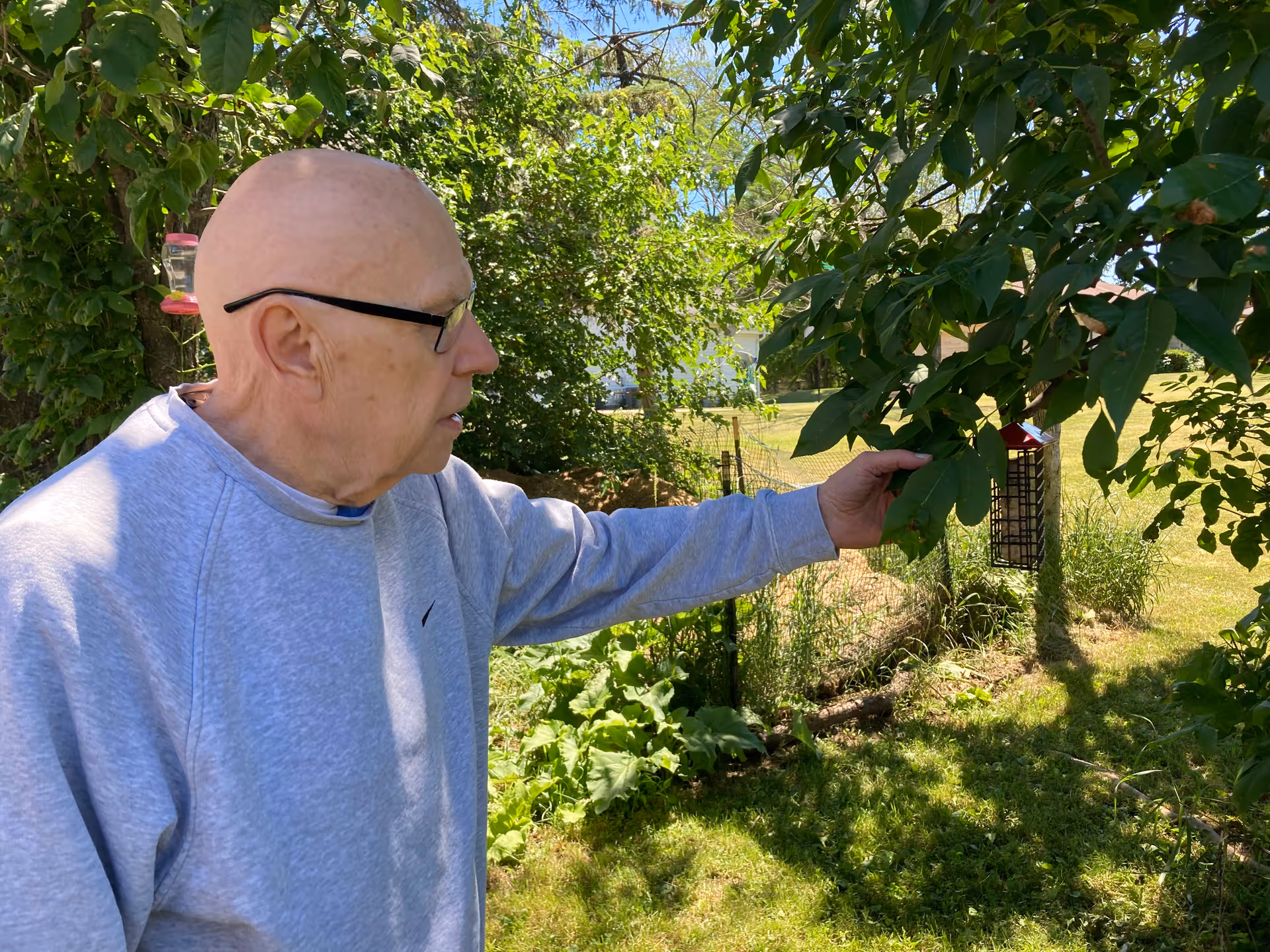 An elderly man wearing glasses and a gray sweatshirt is standing outside in a garden area, reaching out to touch or examine a leafy branch of a tree. The background shows green grass, plants, and a sunny sky.