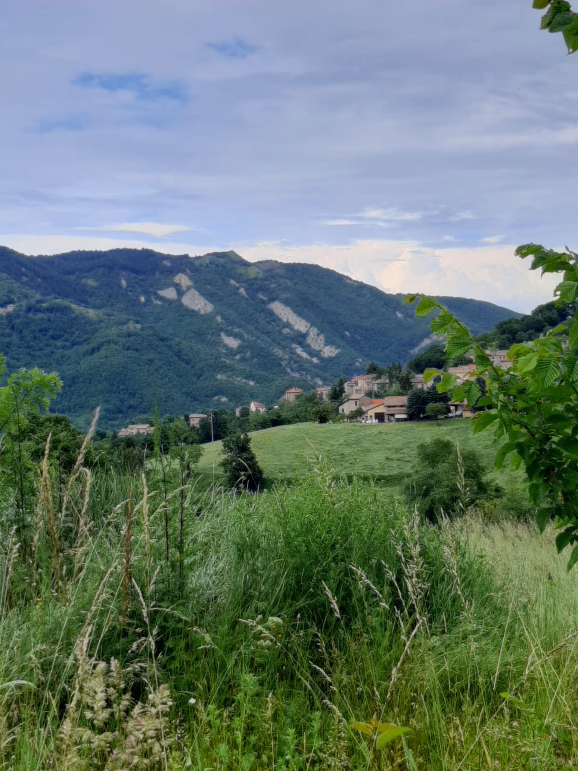 Green hillside with tall grasses and distant houses set against rolling mountains.