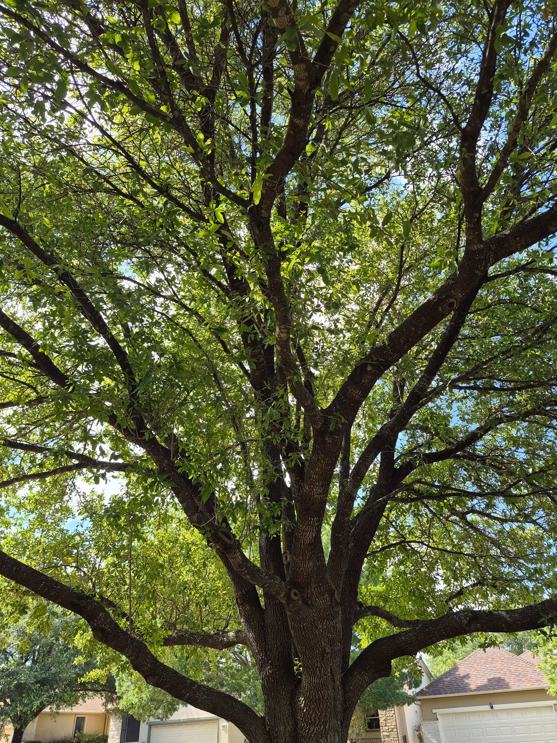 Large tree with lush green leaves over a suburban street and houses.