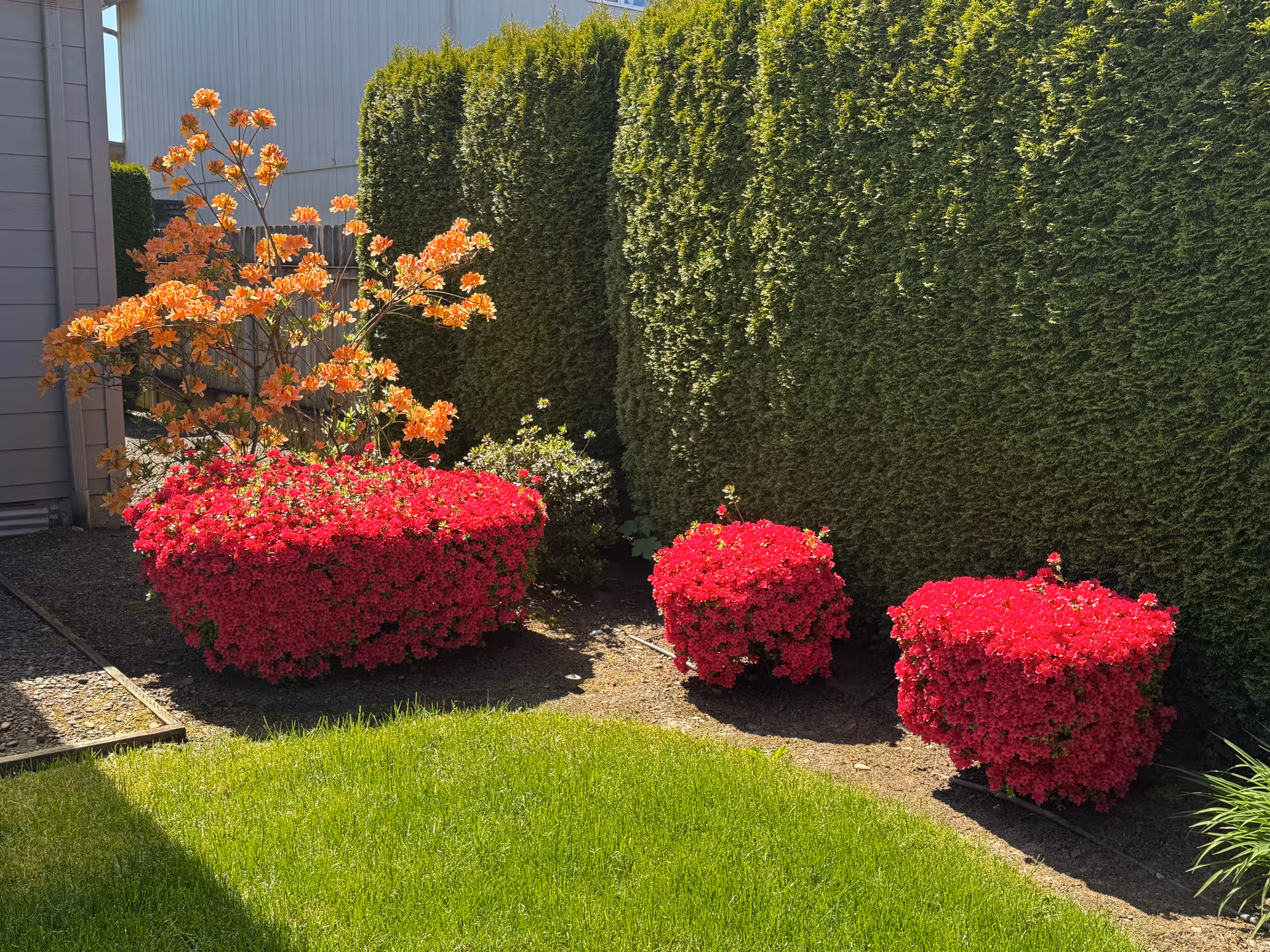 Sunny outdoor garden with blooming pink azaleas and tall green hedges.