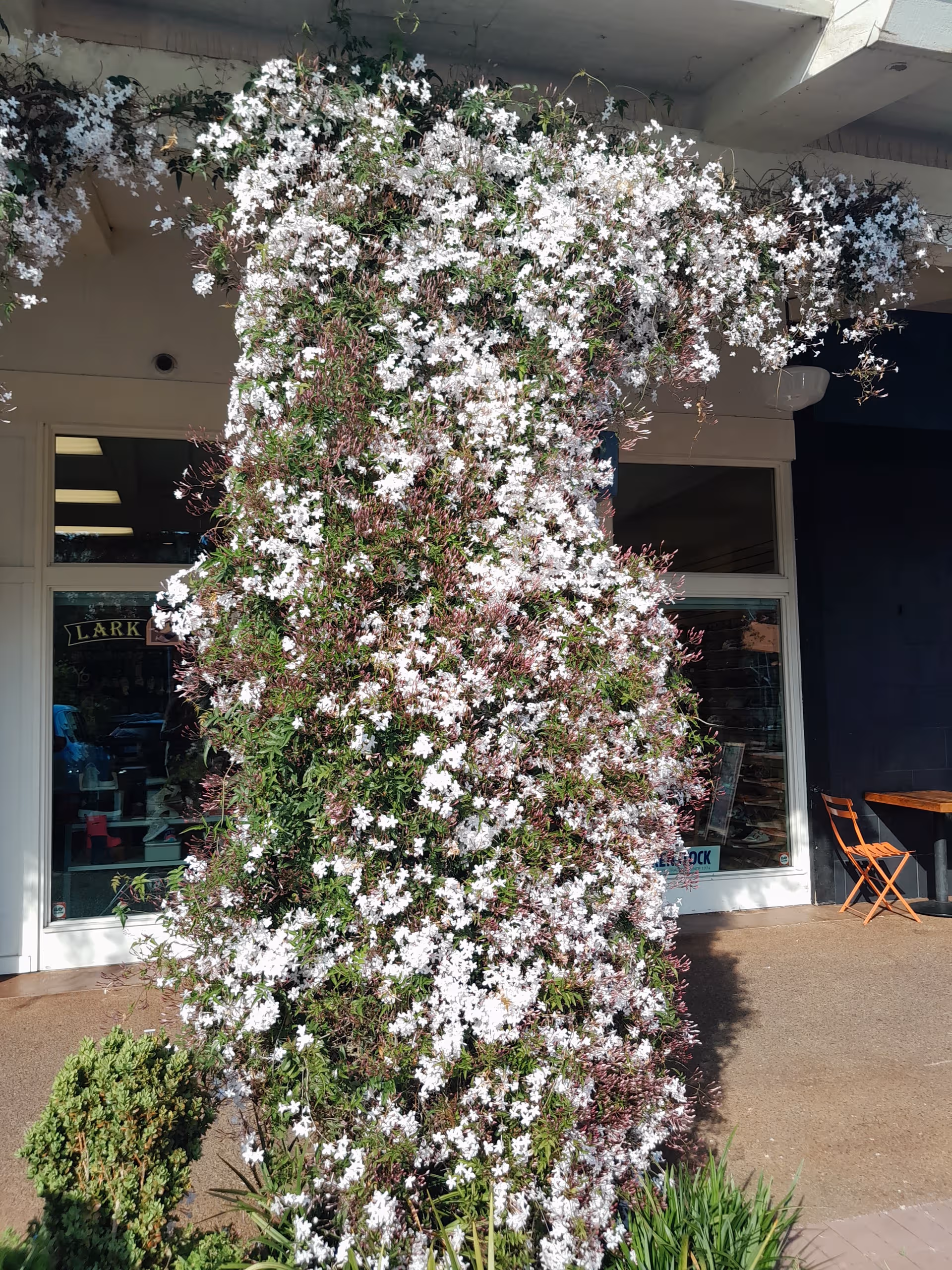 Front entrance of Belmont Village Senior Living Los Gatos with a flowering vine arch.