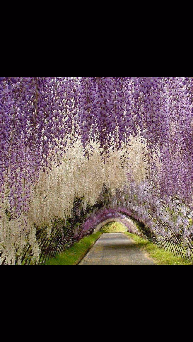 Pathway through a tunnel of hanging purple wisteria blossoms.