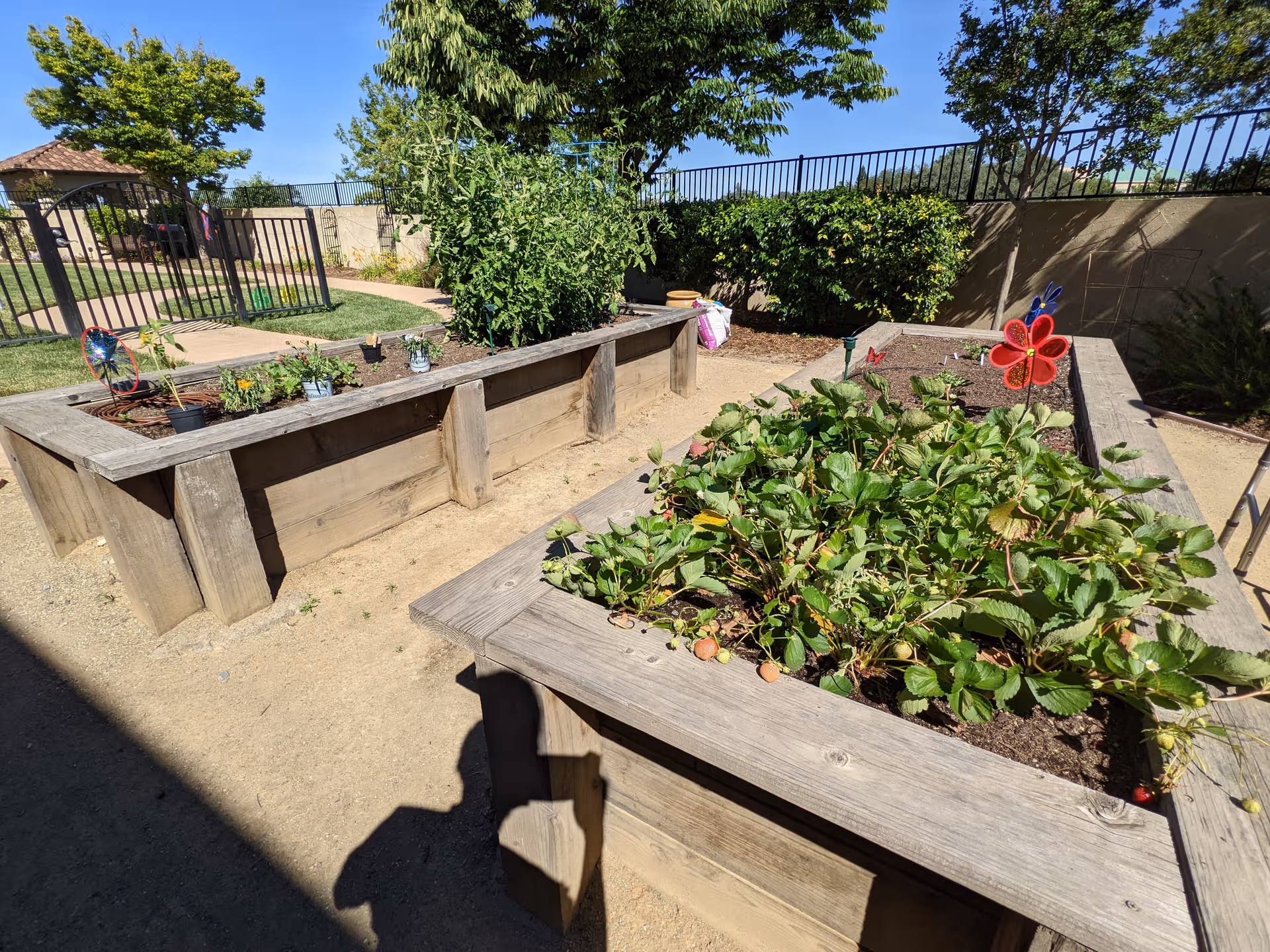 Outdoor garden area at Oakmont of Roseville with wooden raised planters and blooming plants.