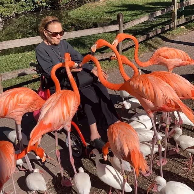Senior resident in a wheelchair chats with pink flamingos outdoors beside a wooden fence.