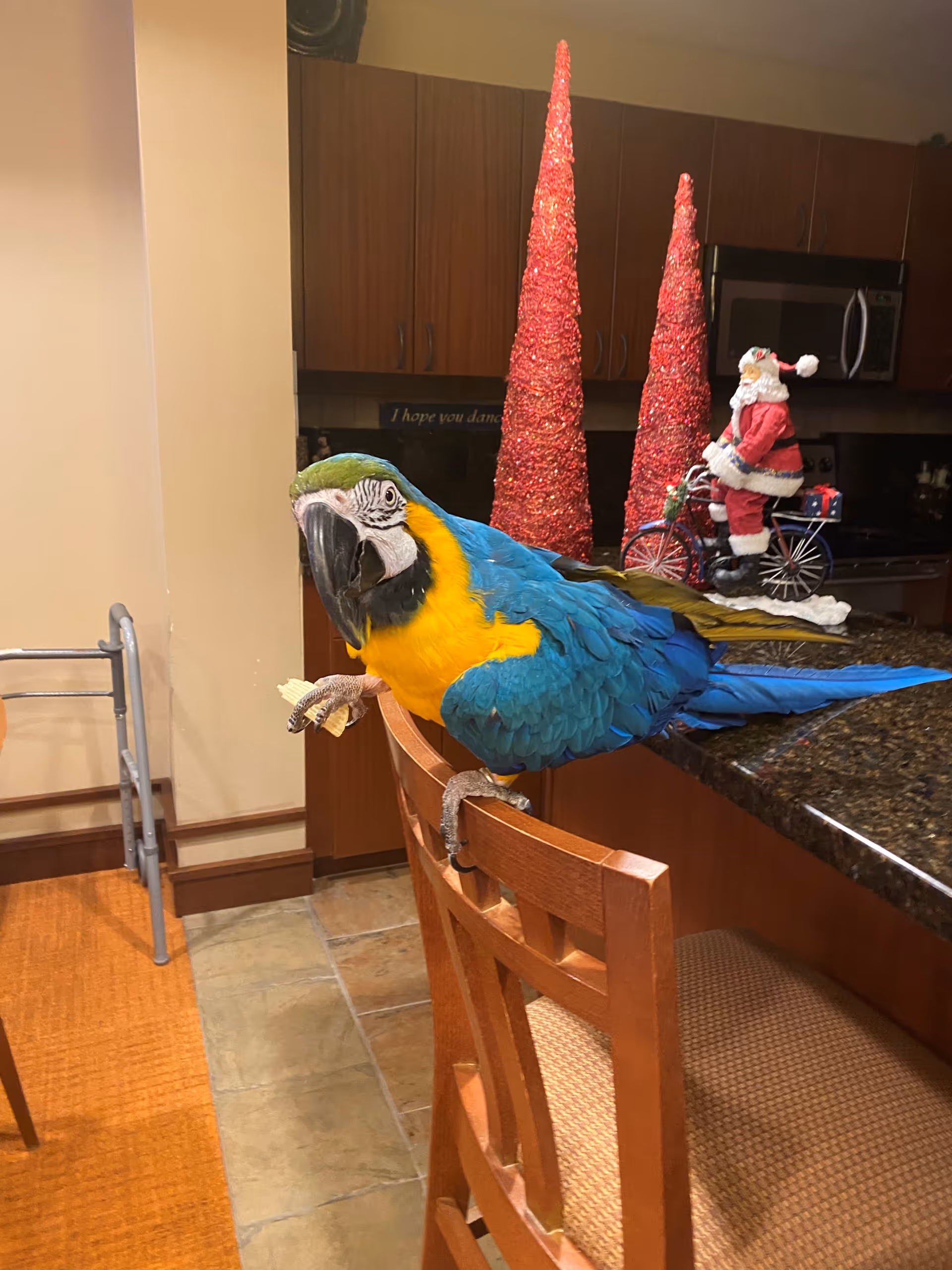 Colorful macaw perched on kitchen island with holiday decor in background.