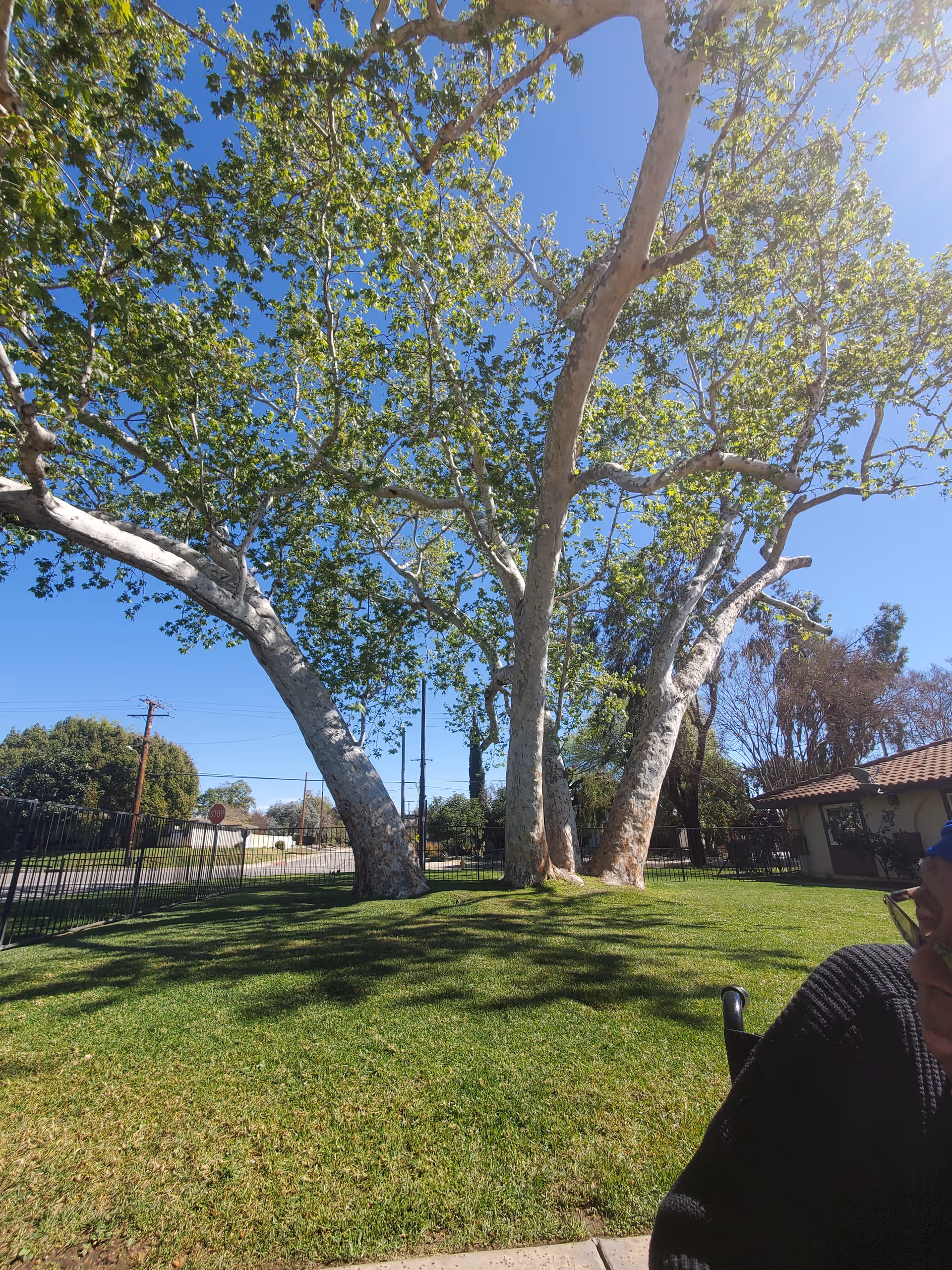 Sunny outdoor lawn with large trees, fence, and a building on the right