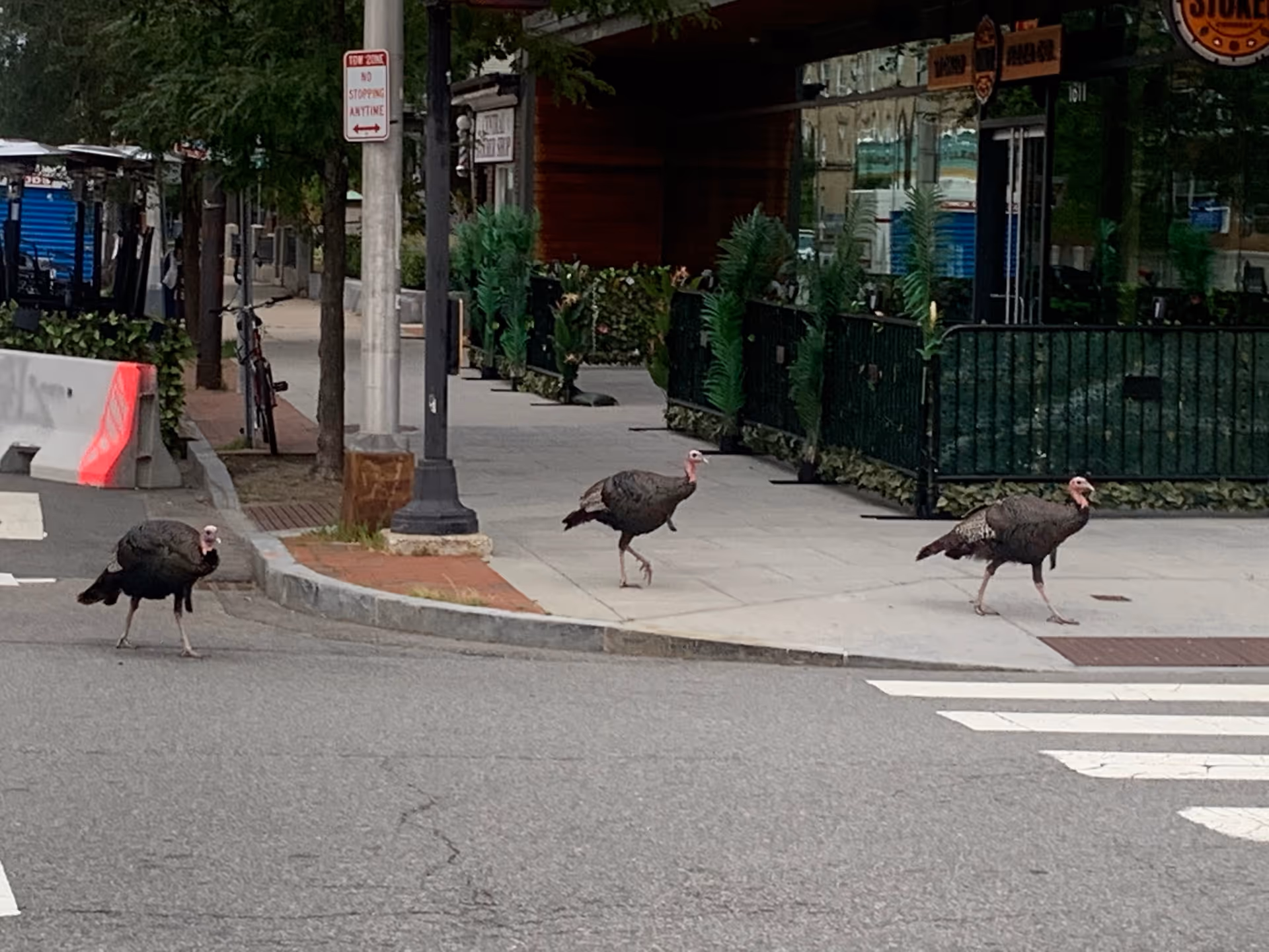 Three wild turkeys cross a city sidewalk near storefronts and outdoor seating.