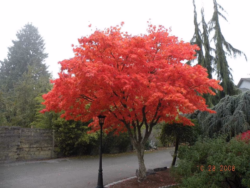 A vibrant red maple tree beside a paved walkway in a landscaped outdoor area.