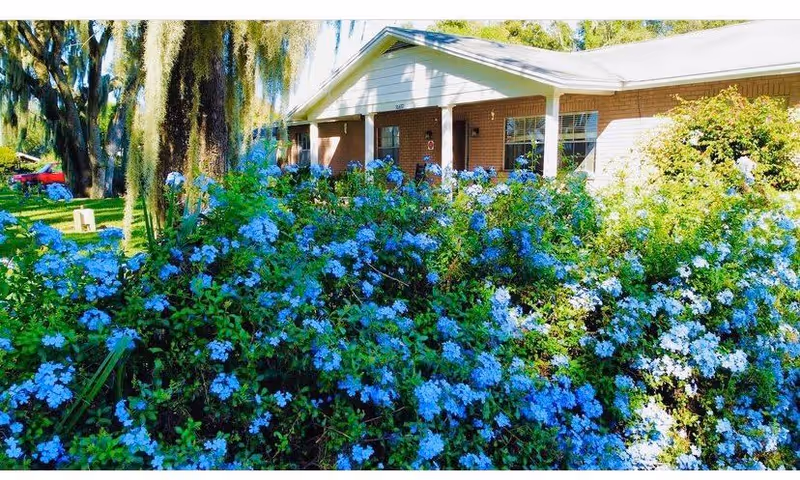 Front of a single-story brick building with a covered porch, surrounded by lush landscaping and abundant blue flowering bushes under Spanish moss-draped trees.