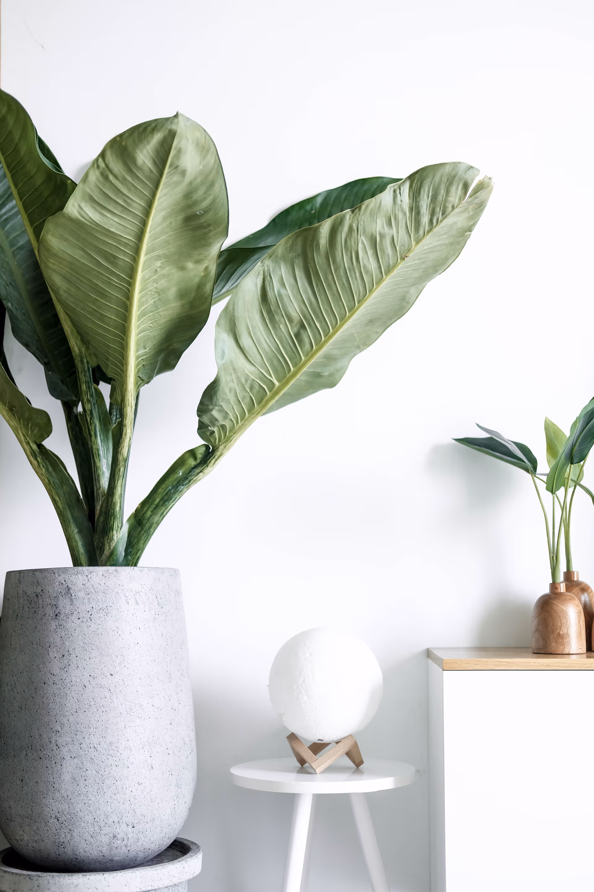 Minimalist interior with a large potted plant and white decor.