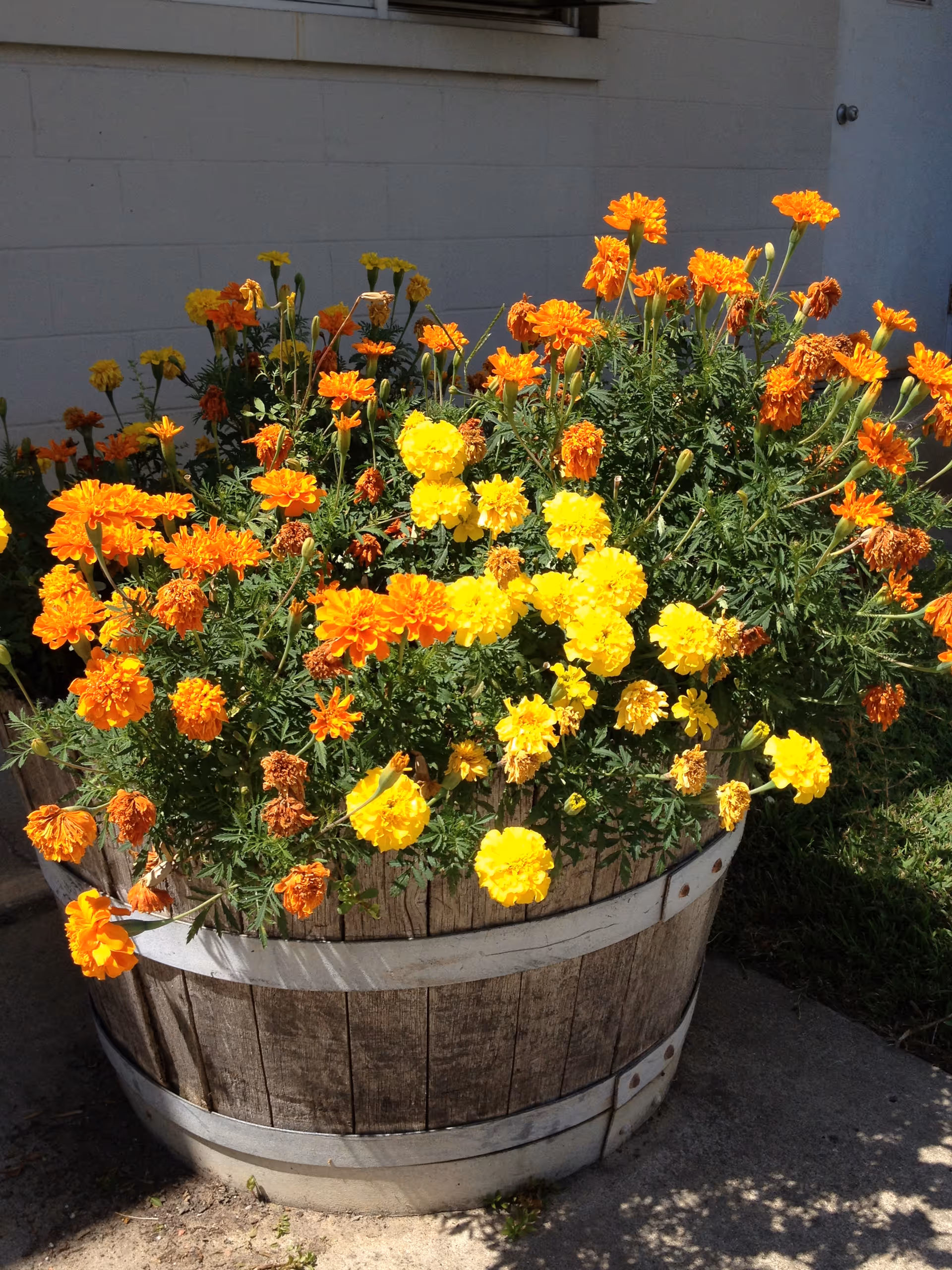 A wooden barrel planter filled with vibrant orange and yellow marigold flowers, placed outdoors near a white building wall.
