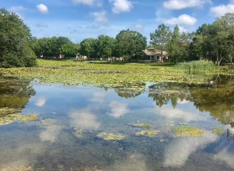 Tranquil pond with lily pads, trees, and a distant building on a sunny day.