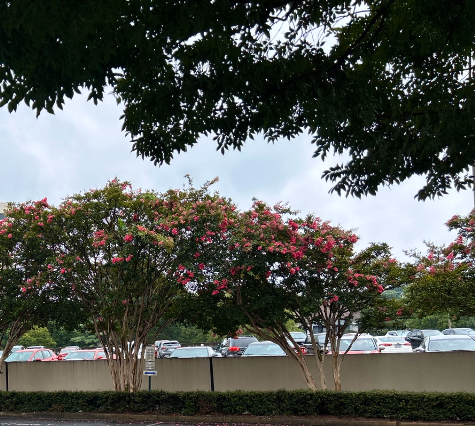 Outdoor scene with flowering trees over a parking lot and a low beige wall.