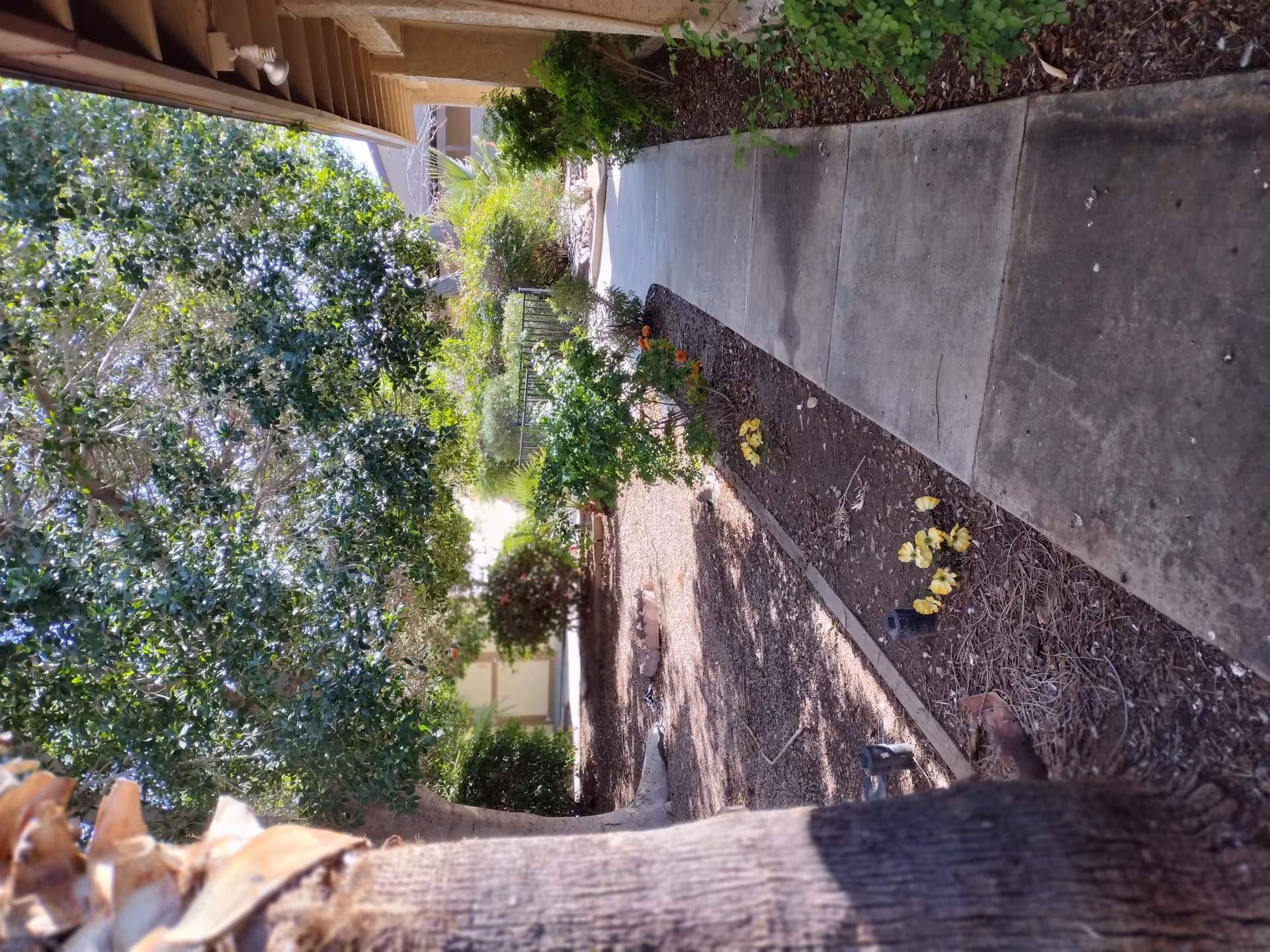 An outdoor garden path beside a building with trees, shrubs, and landscaped beds.