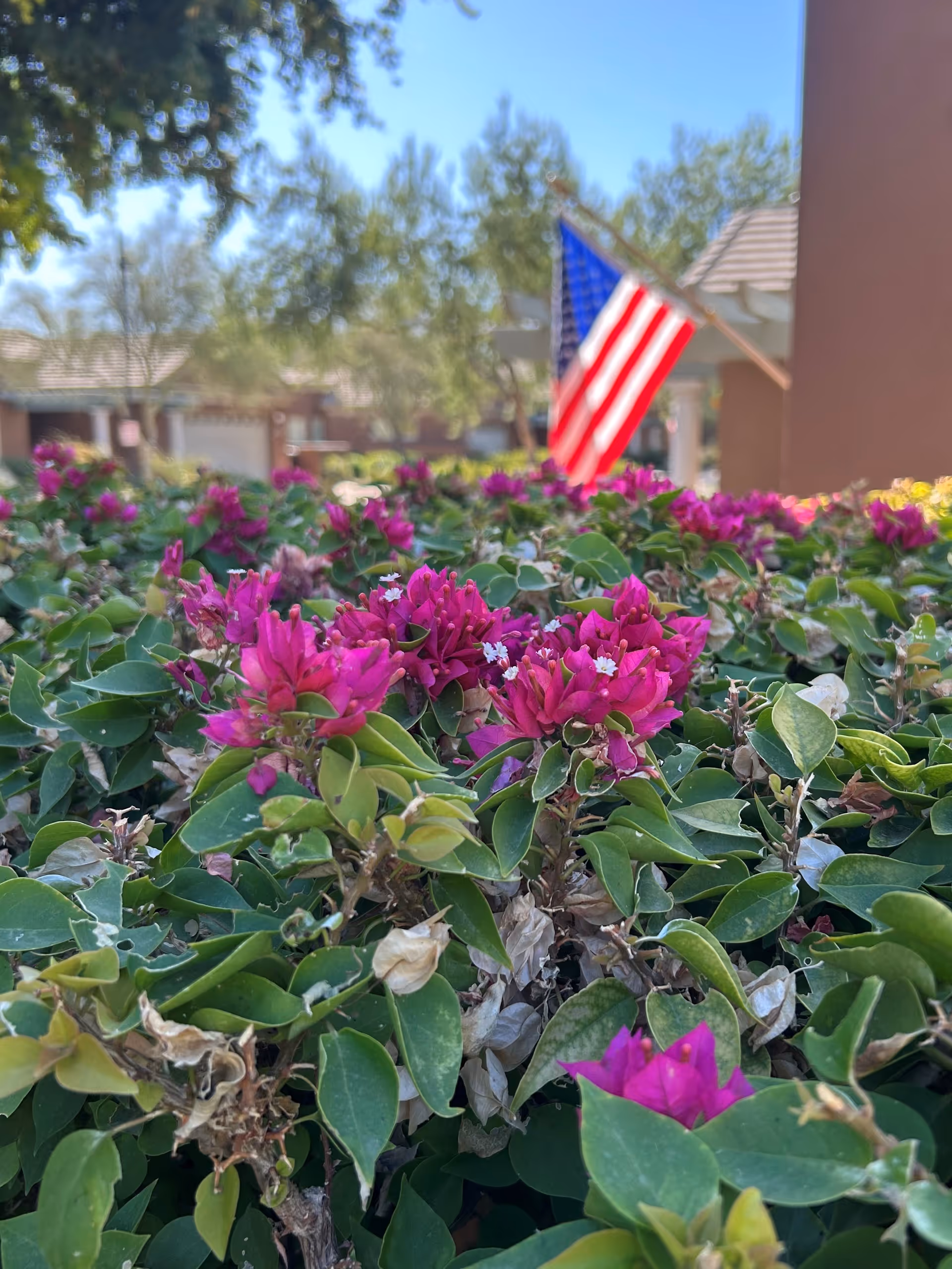 Close-up of pink flowers in a garden bed with a flag and building in background.