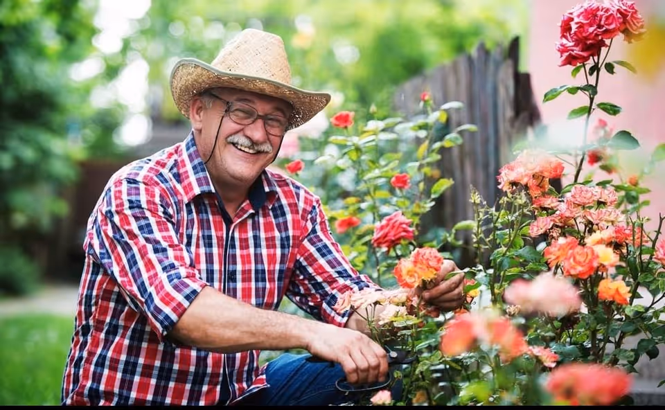 An elderly man wearing a straw hat and a red plaid shirt is smiling while gardening among blooming rose bushes in a lush green outdoor setting.