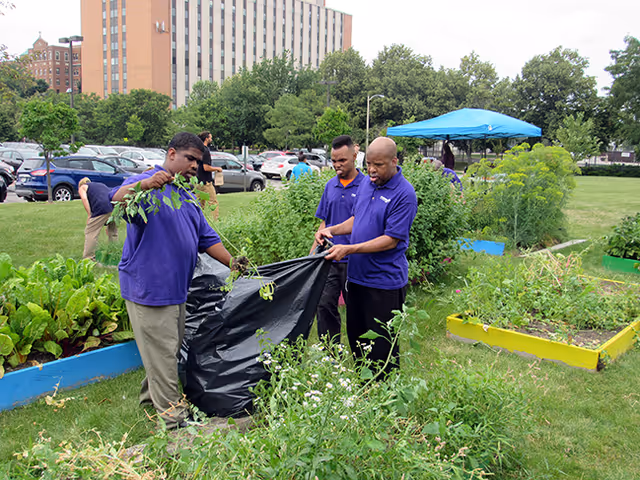Three staff members in purple shirts gather garden debris in an outdoor community garden.