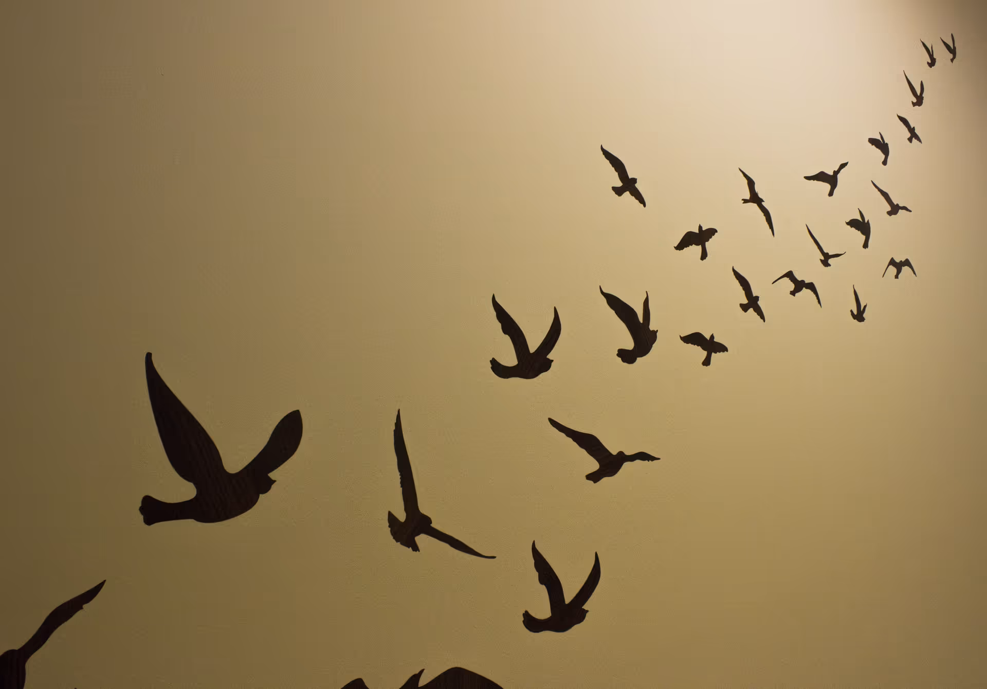Beige interior wall features black silhouettes of birds in flight.
