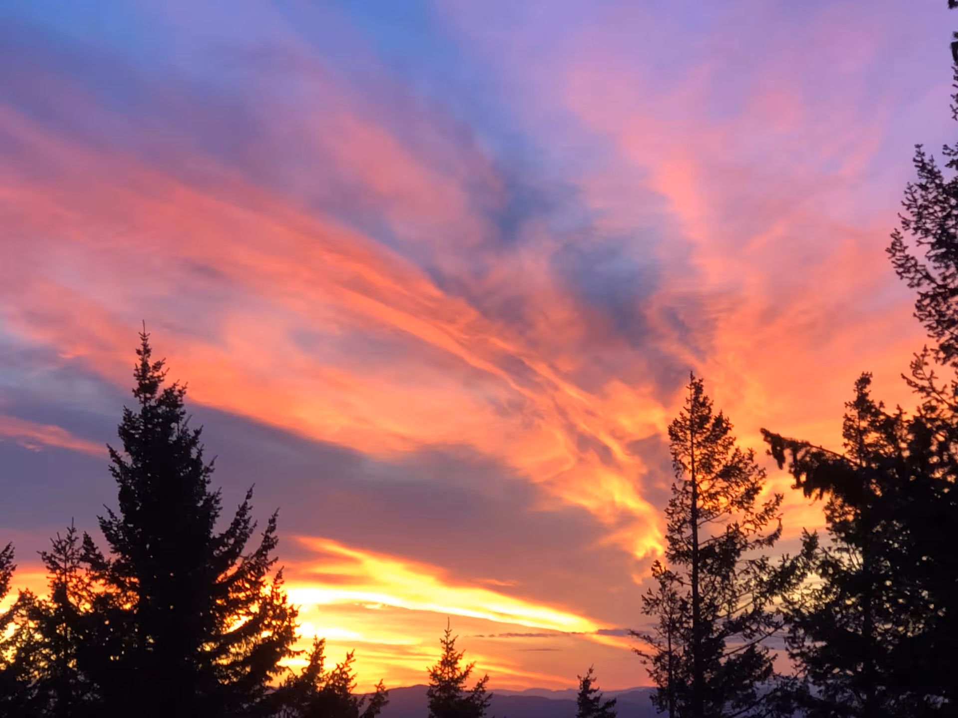 Silhouetted evergreen trees frame a colorful sunset sky.