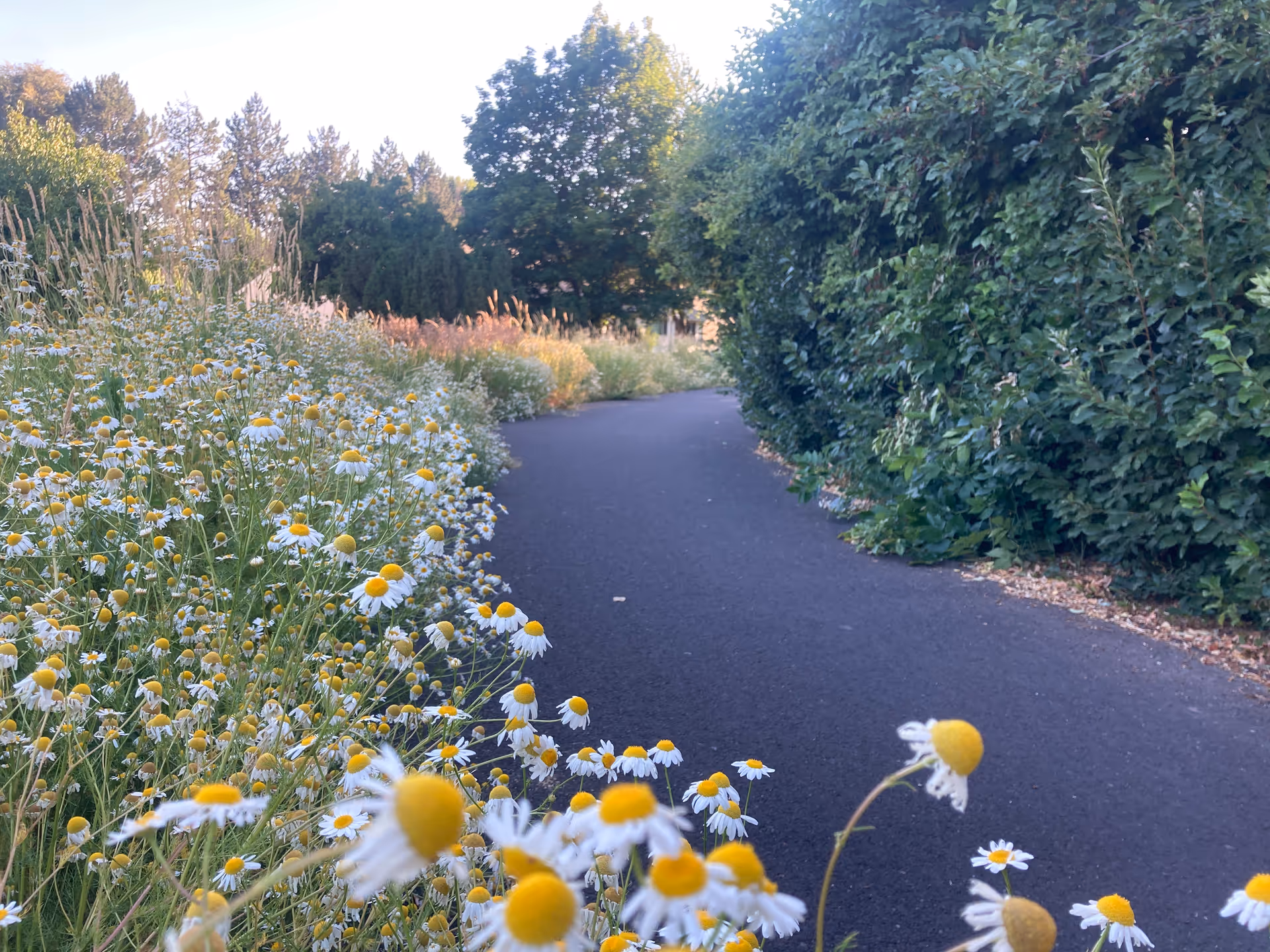 Pathway bordered by wildflowers and tall hedges in a sunny outdoor area.