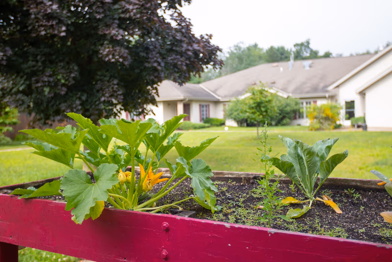 Outdoor view of Cranberry Court Assisted Living with a raised garden bed and lawn.