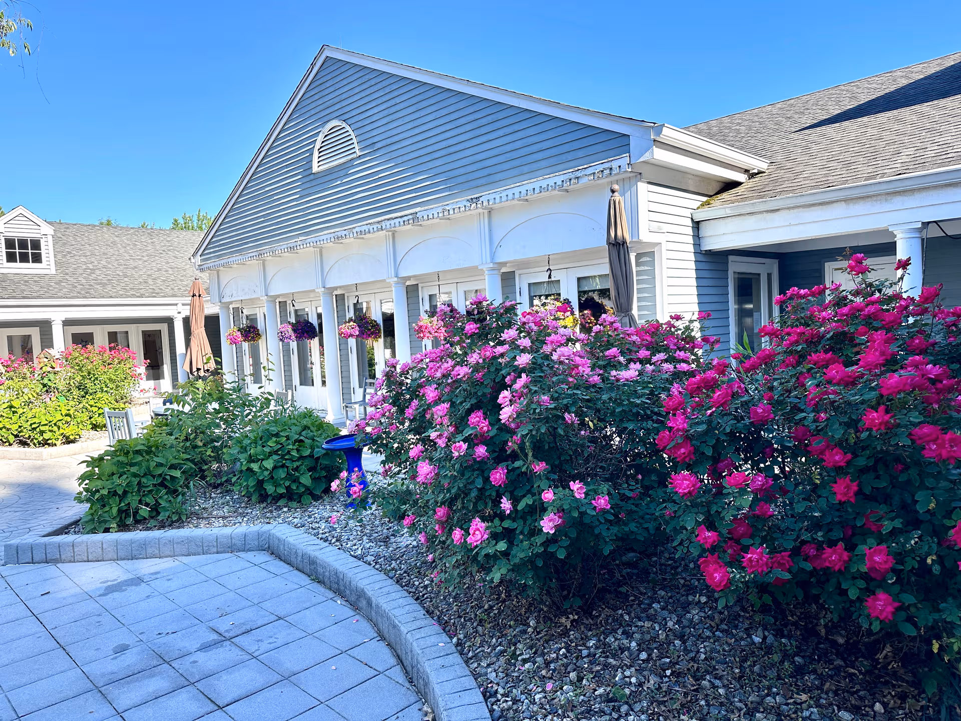Exterior view of Suffield House with blooming pink roses and a paved courtyard.