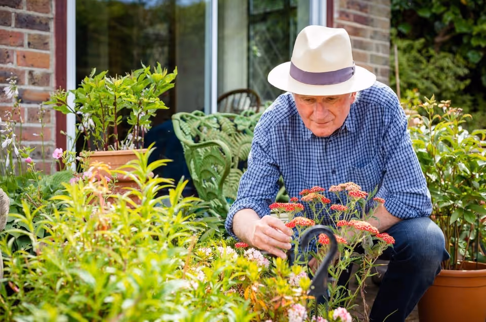 An elderly man wearing a hat tends flowers in a sunny garden outdoors.