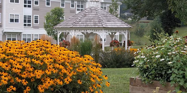 A white wooden gazebo in a landscaped lawn surrounded by bright yellow and white flowers with an apartment building in the background.