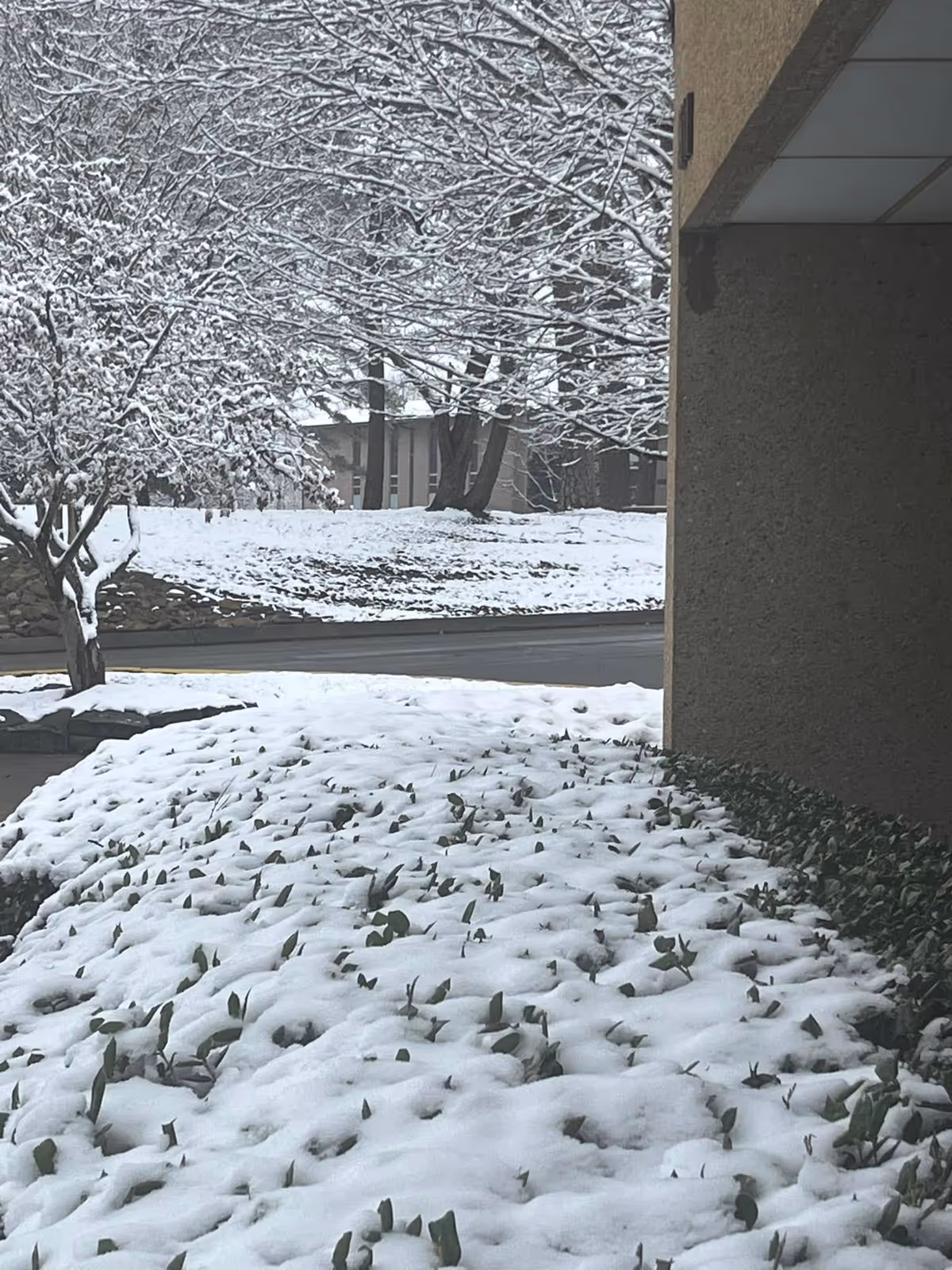 Snow-covered ground and trees outside the nursing center, with a building corner on the right.