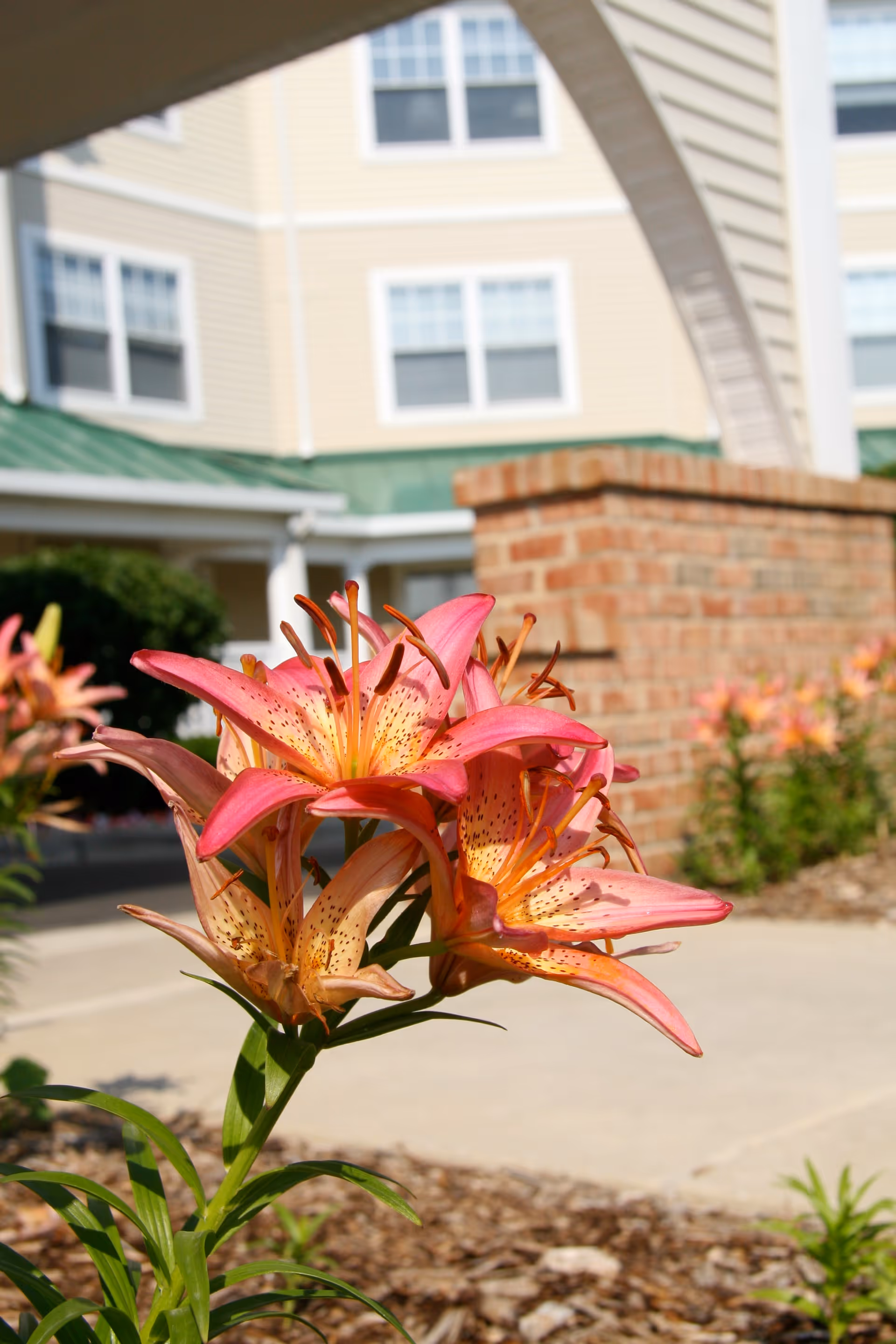 Close-up pink lilies in foreground with a beige senior living building in background.