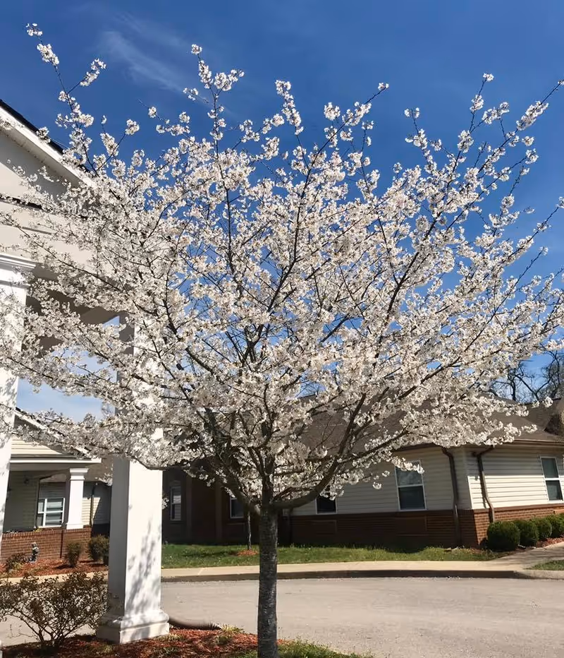 White blossoming tree in front of Grace Manor assisted living building under blue sky.