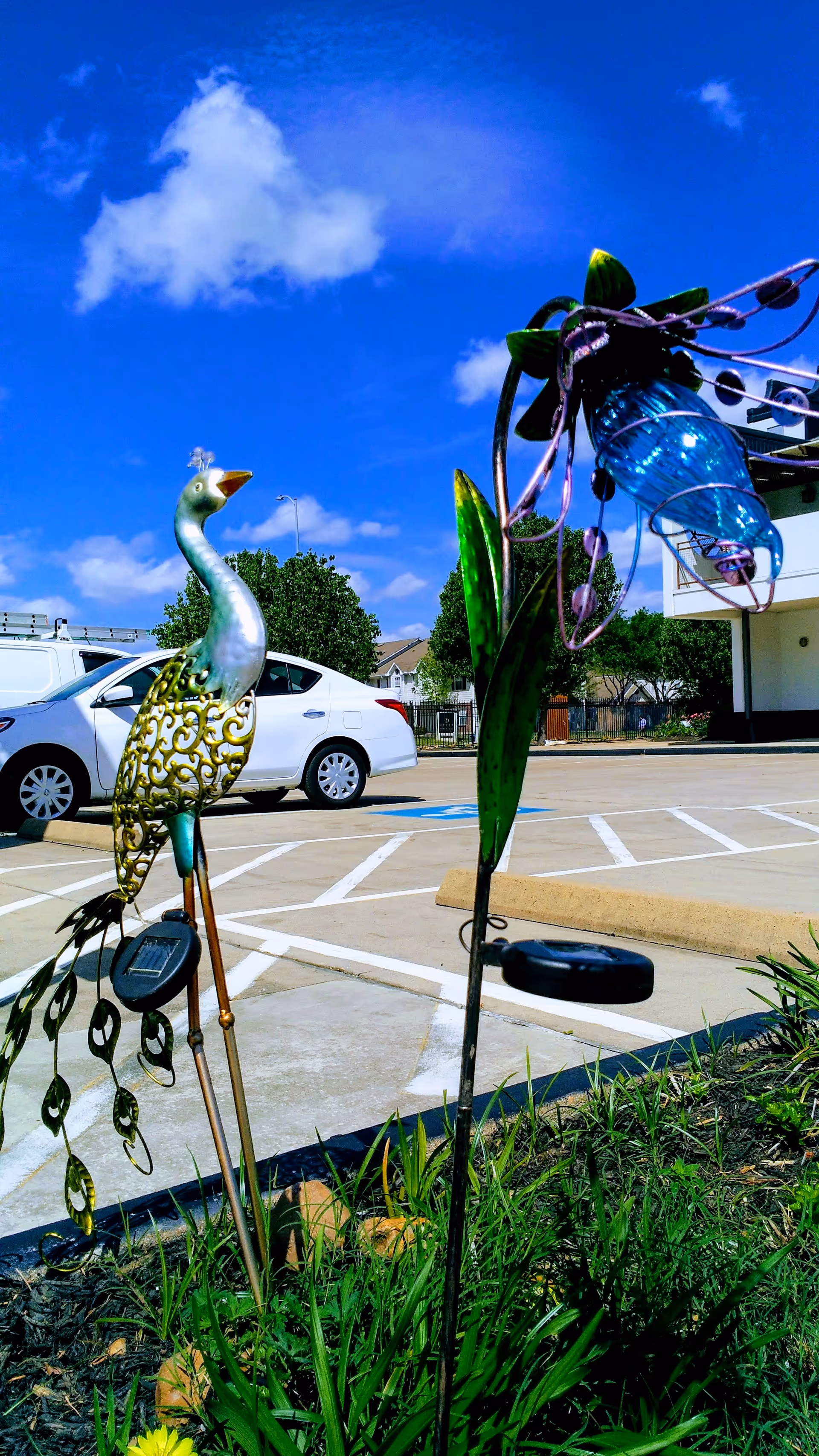 Outdoor metal peacock and flower sculptures beside a parking lot in front of a building.