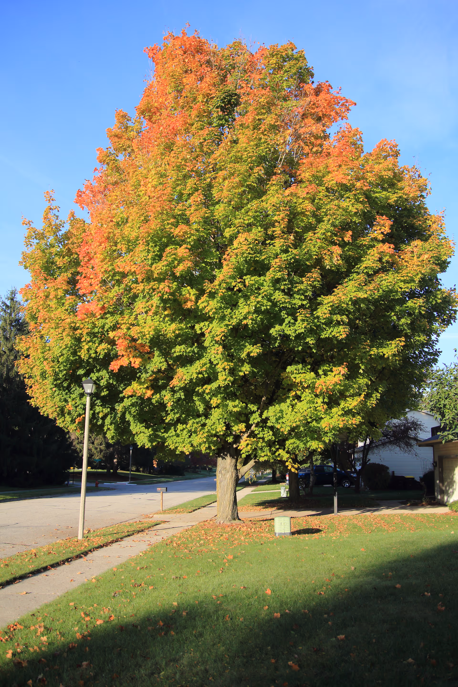A large tree with autumn foliage stands beside a sidewalk on a residential street.