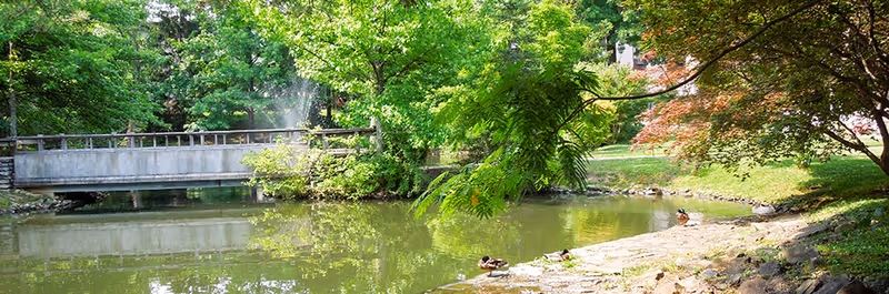 A peaceful outdoor scene featuring a small pond with ducks resting on the rocky shore. There is a concrete bridge over the pond and lush green trees surrounding the water, with some sunlight filtering through the leaves.