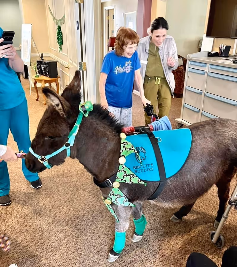 Therapy donkey with blue harness in an assisted living hallway with staff and resident.