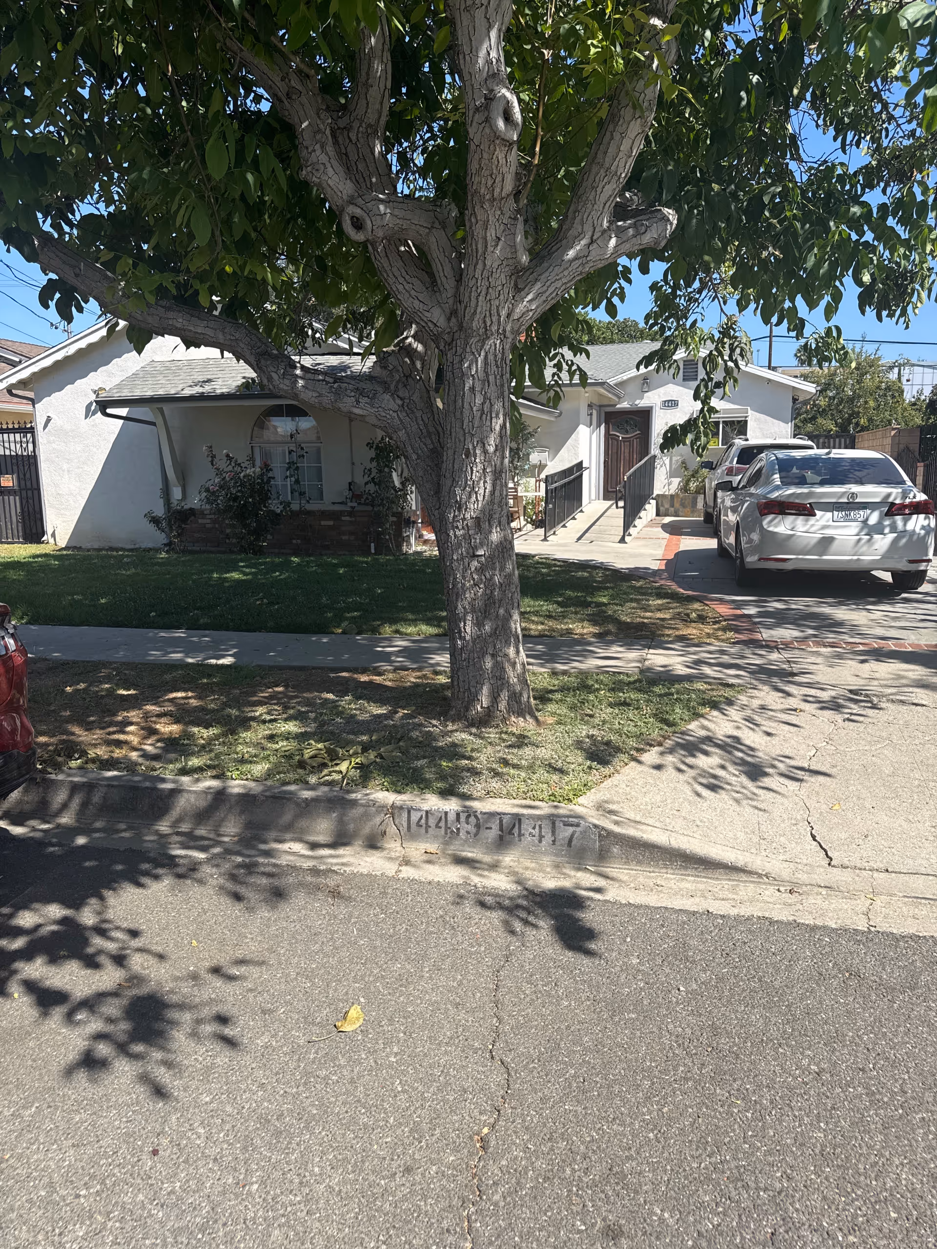 A large tree in front of a single-story house with a parked car on the driveway.