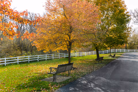 Autumn trees with orange leaves near benches along a paved road by a white fence.